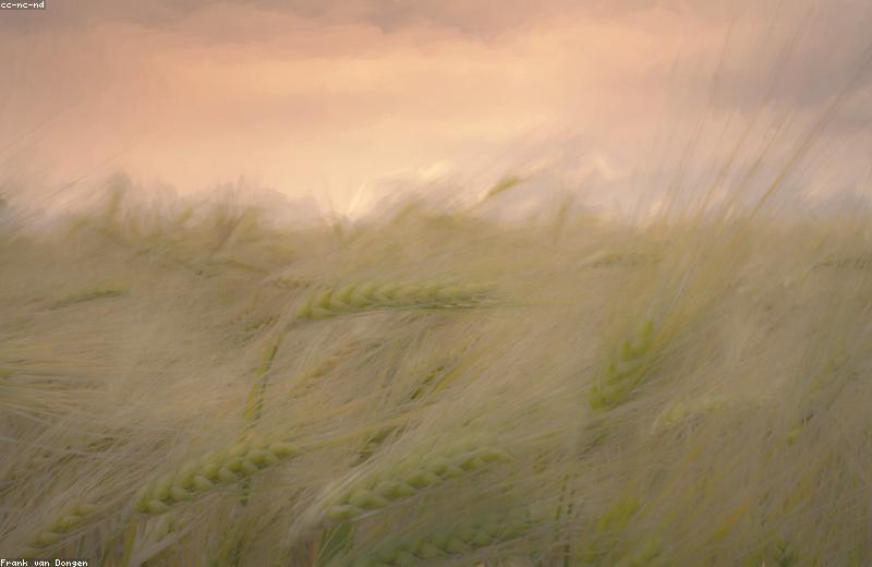 Notre farine de petit épeautre est de retour