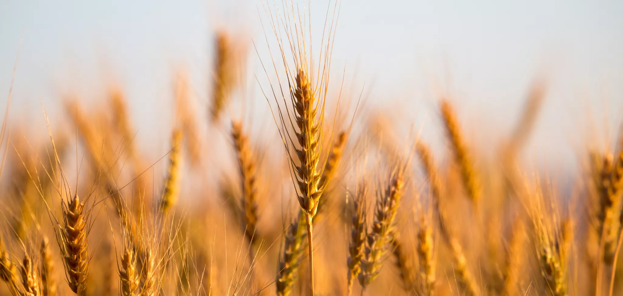 Farine de Blé