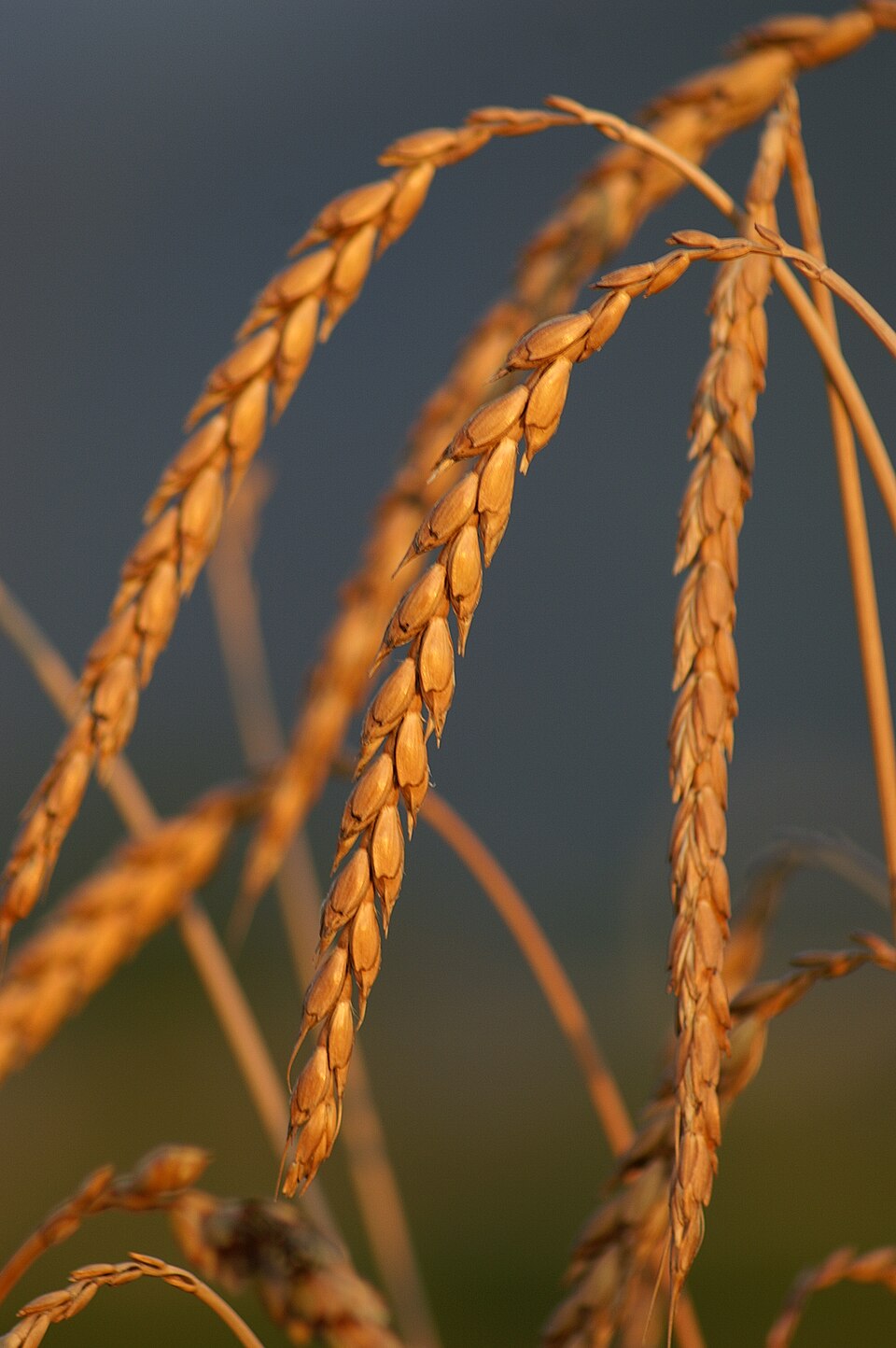 Farine de Épeautre