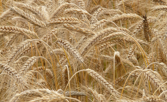 Farine de Seigle