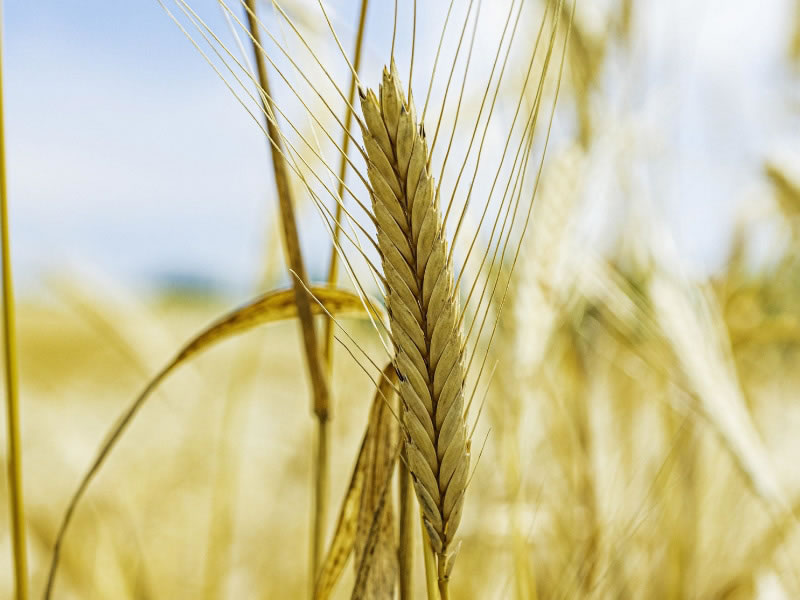 Farine de Petit épeautre